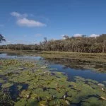 Bocaina-do-Sul-Mini-Pantanal-ft-Marcio-Masulino-9556-web