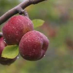 Serra-Catarinense-Urubici-maca-ft-M-Masulino-_5652-web