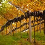 Serra-Gaucha-Catarinense-uva-foto-Marcus-Zilli-web