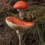 Jaquirana-Serra-Gaucha-flora-Amanita-Muscaria-MM-8044-web