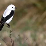 Serra-Catarinense-Gaucha-Aves-Noivinha-de-rabo-preto-Dario-Lins-web