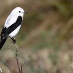 Serra-Catarinense-Gaucha-Aves-Noivinha-de-rabo-preto-Dario-Lins-web