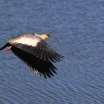 Serra-Catarinense-Gaucha-Aves-Passaros-Curicaca-Marcio-Masulino-9947-web