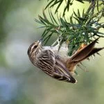 Serra-Catarinense-Gaucha-Aves-Passaros-Grimpeirinho-Dario-Lins-web