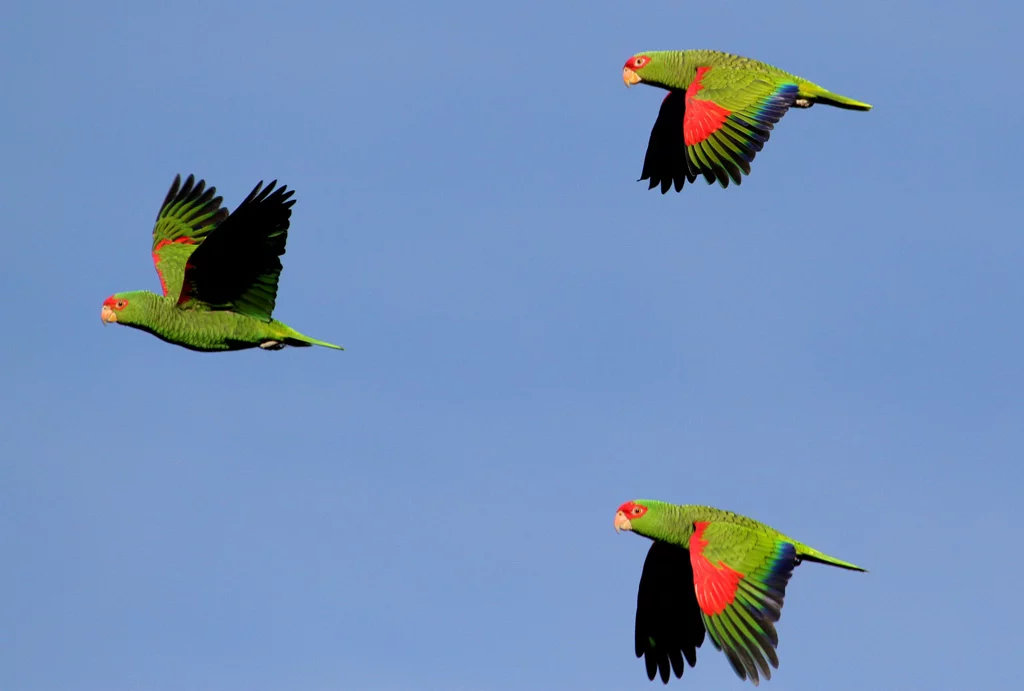 Observação de pássaros nas Serra Catarinense e Gaúcha