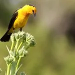 Serra-Catarinense-Gaucha-Aves-Passaros-Veste-amarela-Dario-Lins-web