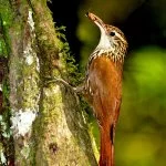 Serra-Catarinense-Gaucha-Aves-arapacu-escamado-do-sul-Dario-Lins-web