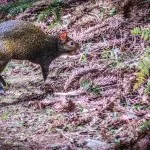 Serra-Catarinense-Gaucha-fauna-Cotia-Vanessa_Pedrotti-web