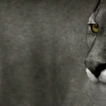 Serra-Catarinense-Gaucha-fauna-Puma-ft-Daniel-Abicair-web