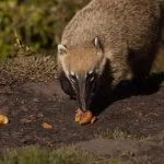 Serra-Catarinense-Gaucha-fauna-Quati-ft-Marcus-Zilli-DSC_0104-web