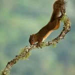 Serra-Catarinense-Gaucha-fauna-serelepe-ft-Ricardo-Martins-91-web