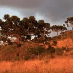 Serra-Catarinense-Gaucha-flora-Araucaria-MM-_8684-web