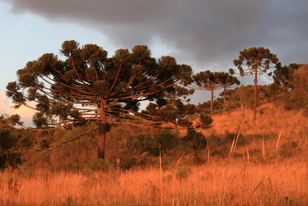 Araucária, espécie arbórea dominante nas Serras - Foto Márcio Masulino 