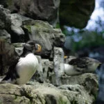 oceanario-de-lisboa-cidadeecultura-6671