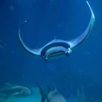 oceanario-de-lisboa-cidadeecultura-6712