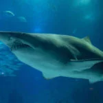 oceanario-de-lisboa-cidadeecultura-7065
