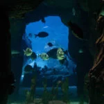 oceanario-de-lisboa-cidadeecultura-7170