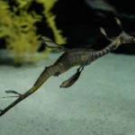 oceanario-de-lisboa-cidadeecultura-7242