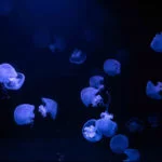 oceanario-de-lisboa-cidadeecultura-7262