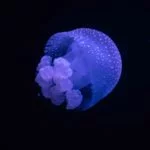 oceanario-de-lisboa-cidadeecultura-7280