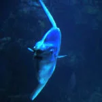oceanario-lisboa-757A6991