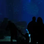 oceanario-lisboa-757A7147