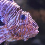 oceanario-lisboa-757A7309