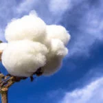 Field of Cotton Ready for Harvesting in Brazil