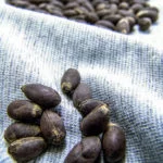 Cotton seeds in Brazil