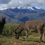 Cusco-Moray-foto-Marcio-Masulino-7571-web