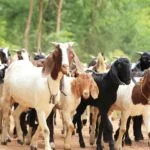 Pindamonhangaba-Turismo-Rural-Cabras-shutterstock_156118109-bx