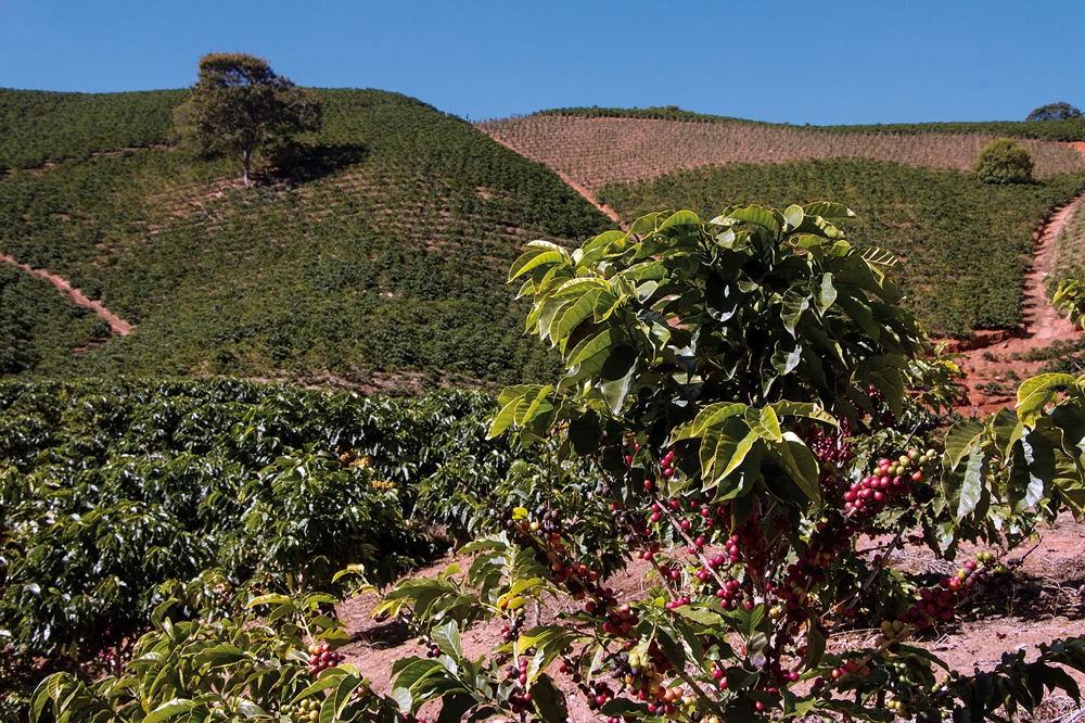 Café Colombiano rota