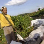 Cafe-Cadeia-Produtiva-Alf-Ribeiro-colheita-MG-291-web