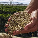 Luiz Eduardo Magalhães, BA, 18/06/2004. Mãos com grãos de café com um campo de café irrigado ao fundo, n oeste do estado da Bahia. – FOTO: ALF RIBEIRO –