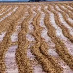 Cafe-Cadeia-Produtiva-fazenda-Alfenas-Alf-Ribeiro-385-web
