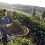 Cafe-Cadeia-Produtiva-grao-colheita-Alf-Ribeiro-414-web