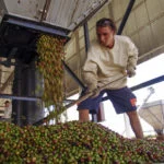Cafe-Cadeia-Produtiva-grao-lavagem-BA-Alf-Ribeiro-202-web