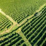 Cafe-Cadeia-Produtiva-plantacao-Alf-Ribeiro-115-web