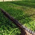 Cafe-Cadeia-Produtiva-plantacao-grao-Alf-Ribeiro-362-web