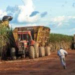 Mato Grosso, Brazil, April 10, 2008. Sugar cane harvesting in Brazil
