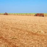 cana-de-acucar-cadeia-produtiva-Alf-Ribeiro-0022-0153-web