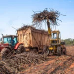cana-de-acucar-cadeia-produtiva-Alf-Ribeiro-0022-0306-web
