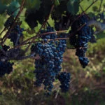entrevilas
