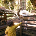 fazendinha-toriba-_ND_4896