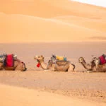 Marrocos-Marrakech-camelo-transporte-deserto-7217xc-web