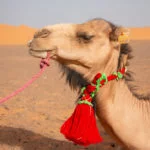 Marrocos-Marrakech-camelo-transporte-deserto-7228x-web