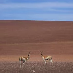 atacama-foto-Ricardo-Martins-8592-web