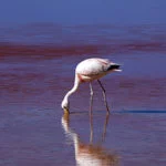 atacama-foto-Ricardo-Martins-9222-web