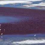 atacama-foto-Ricardo-Martins-9502-web
