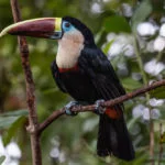 Venezuela-parque-canaima-136